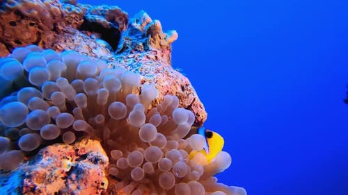 Anemone Clown Fish