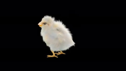 Playful Animated Fluffy Chick Performing a Dance