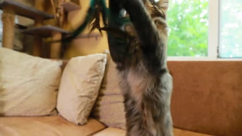 Funny Curious Young Silver Maine Coon Kitten Cat Playing With Toy Feather At Home Sofa