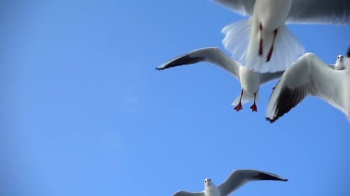 Vogeltiermöwen fliegen am klaren blauen Himmel