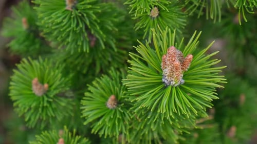 Close-up of Bright Green Pine Tree Needles