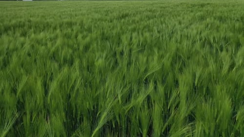 Hintergrund der grünen Wiese. Biologische Pflanzen wachsen auf Feldern auf dem Land.