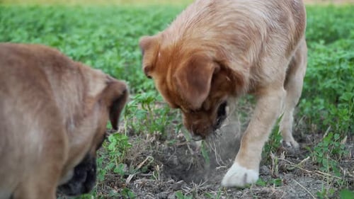 Two Dogs Digging in a Grassy Field