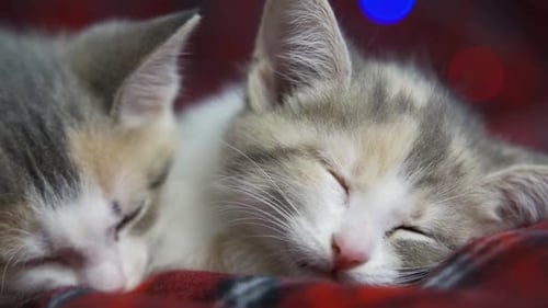 Two Cute Kittens Sleeping Together Peacefully Indoors
