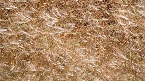 Ears of wheat on the field. Wheat swaying in the wind