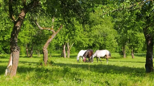 Pferde grasen im Apfelgarten
