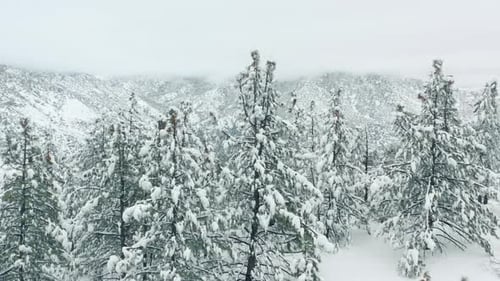 Snowfall Winter Forest Soft Snowy Christmas Morning Falling Snow