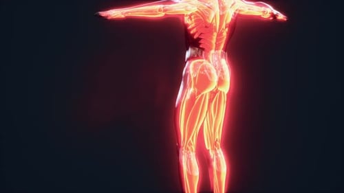 Glowing 3D Human Muscular System Anatomy Animation
