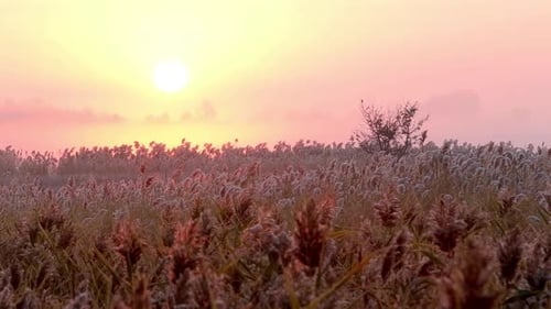 Lever de soleil sur un roseau dans un champ en automne. Laps de temps