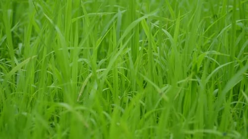Green Rice Filed