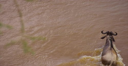 Wildebeests Cross River in Great Migration, Kenya