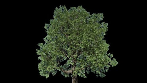 Material de un solo árbol 1
