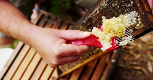 Beekeeper removing beeswax from beehive