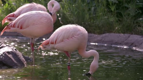 Static view of flamingos standing in water