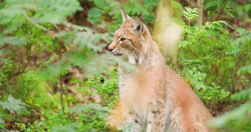 Gros chat assis sur le terrain en forêt