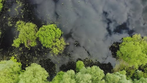 4K-Luftbild junger Bäume, die im Wasser wachsen. Frühlingsflut, Gewässer in der Frühlingssaison