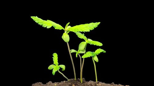 Cannabis sprouts grow quickly, time-lapse with ALPHA matte