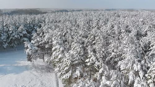 Flying Over a Snowy Winter Forest on a Sunny Day