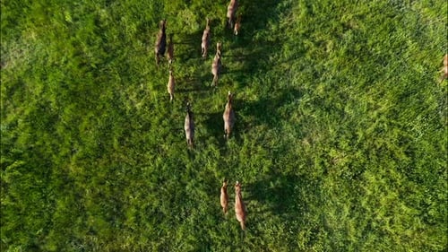 Chevaux sauvages qui courent des Mustangs sauvages sur la belle herbe verte