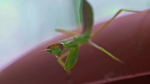 Mantis