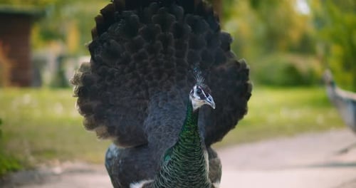 Close up of adult peahen (female peacock), green bokeh background. BMPCC 4K