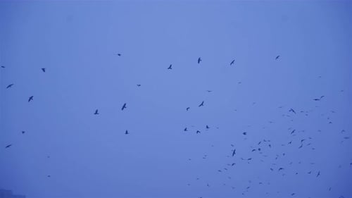 Flock of birds flying over a city