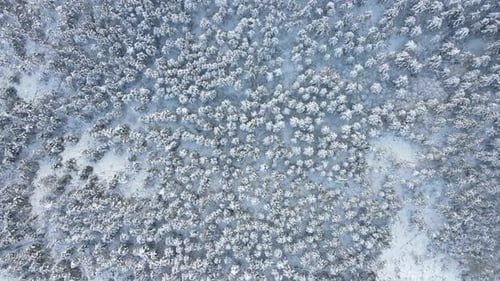 Winter Forest Snow Aerial View