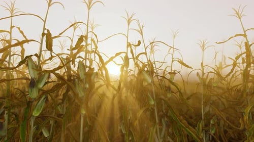 Sonnenuntergang im Maisfeld