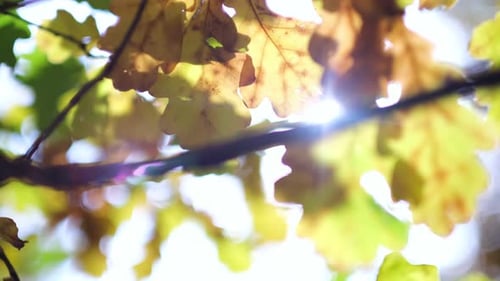 Autumn Sun Shining Through Yellow Foliage