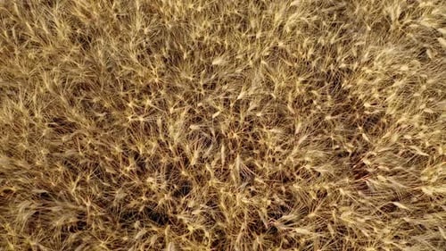 Top View of a Wheatfield