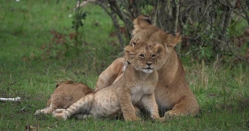African Lion, panthera leo, Mother licking its Cub, Masai Mara Park in Kenya, Real Time 4K