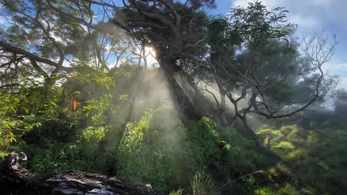 Schönes Sonnenlicht, das durch den Waldnebel fällt, Sonnenstrahlen, die in den Ästen der Bäume scheinen