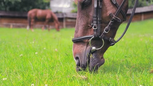 Brown Horse Eating Green Grass Close Up. Muzzle of a Horse That Chews and Eats Green Grass on a