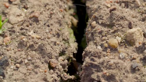 Small Sprout Growing on Cracked Earth.