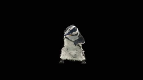Pingouin dansant HD
