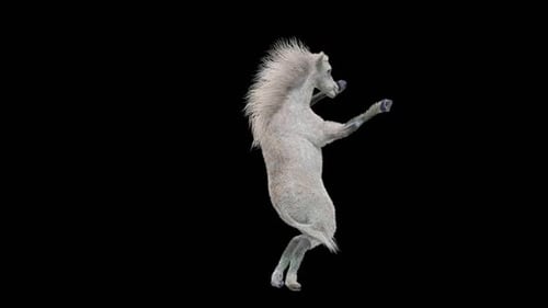 45 Cheval blanc dansant HD