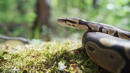 Boa constrictor en un primer plano de hierba verde