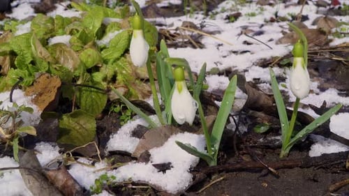 Schöne Schneeglöckchenblüte und Schnee im Frühling