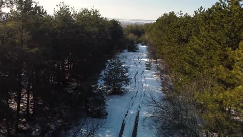 a Snowcovered Road in a Coniferous Forest