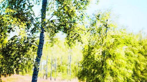 Birch Forest in Sunlight in the Morning