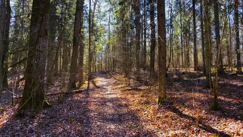 Walk through the spring forest