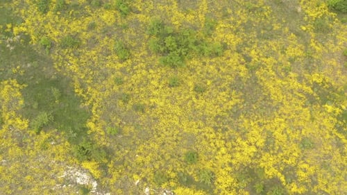 Champ de panier d'or Alyssum Aurinia saxatilis fleur Drone vidéo