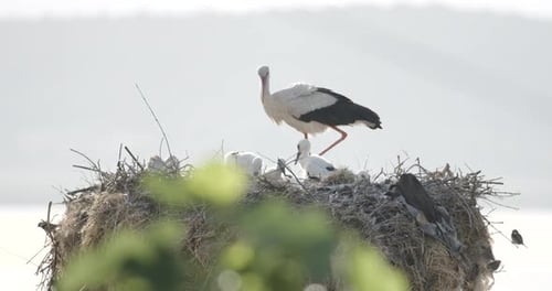 Weißstorch-Elternteil geht um das Nest