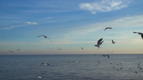 Seagulls Fly Over Sea