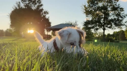 Happy Dog Resting in Green Grass at Sunset