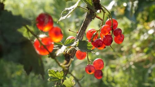 Fruit shrub with redcurrant berries close-up 4K 2160p 30fps UltraHD tilting footage - Shallow DOF ru