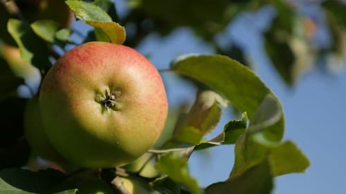 Fresh red and green organic apple on the branch 4K 2160p UltraHD footage - Against blue sky two colo