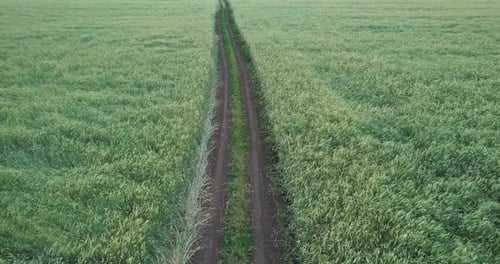 Country road in a wheat field