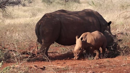 Während Mama im Schatten steht, legt sich Babykalb White Rhino neben sie