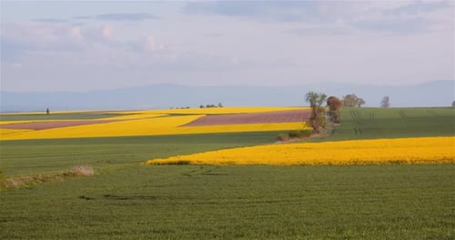 Breite Aufnahme einer wunderschönen blühenden landwirtschaftlichen Landschaft